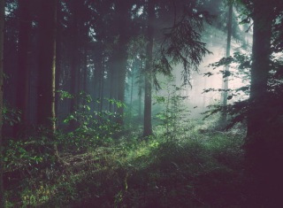 Foresta immersa nella nebbia simbolo della natura minacciata dal cambiamento climatico